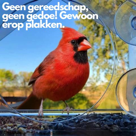 BirdView | Vogelvoederhuisje voor aan het raam